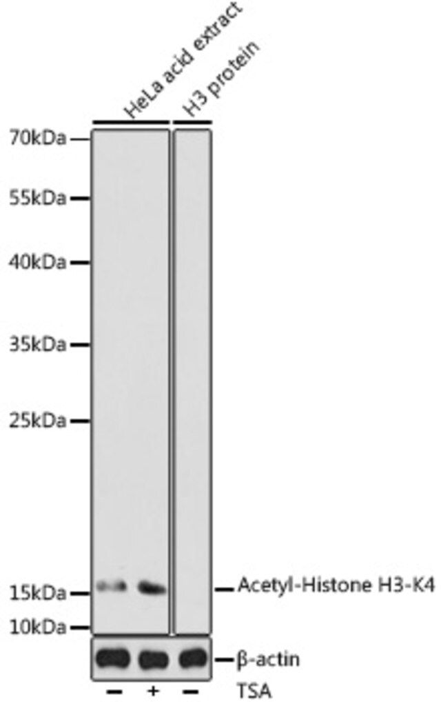 Anti-Acetyl-Histone H3-K4 antibody produced in rabbit