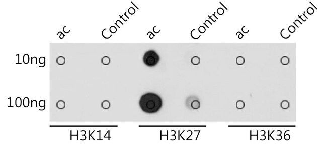 Anti-Acetyl-Histone H3-K27 antibody produced in rabbit