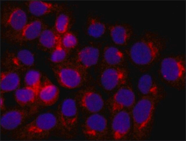 Anti-Acetylcholinesterase (AChE) antibody produced in rabbit