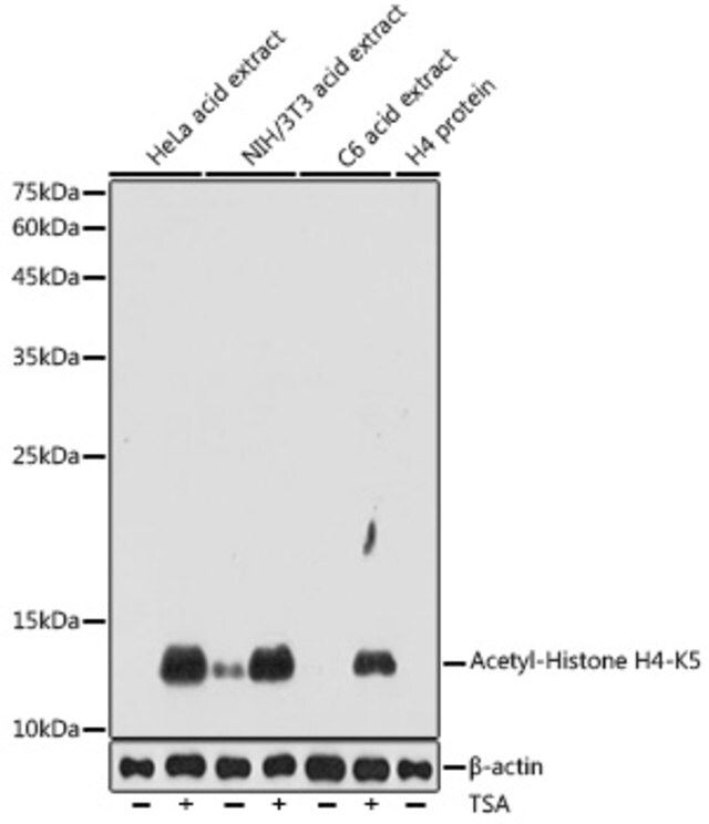 Anti-Acetyl-Histone H4-K5 antibody produced in rabbit