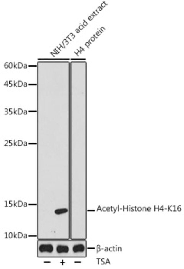 Anti-Acetyl-Histone H4-K16 antibody produced in rabbit