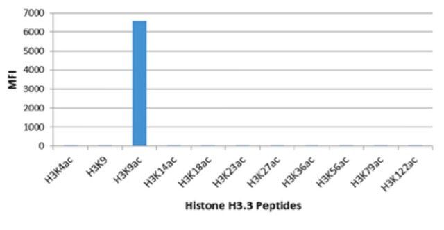 Anti-acetyl-Histone H3 (Lys9) Antibody, clone RM161