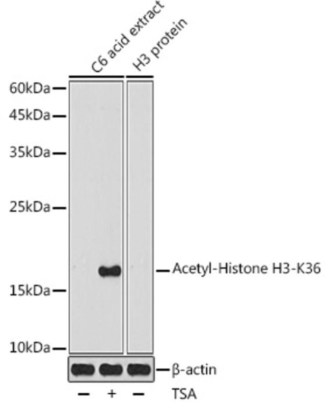 Anti-Acetyl-Histone H3-K36 antibody produced in rabbit