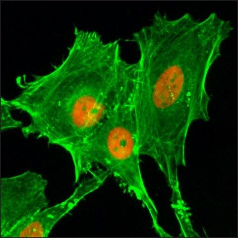 Anti-Acetyl-Histone H4 (Lys20) antibody, Rabbit monoclonal