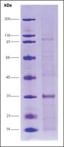 Androgen receptor (650-920), human