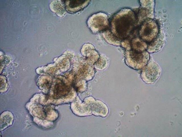 3dGRO<sup>TM</sup> Organoid Dissociation Reagent