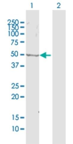 Anti-ZWILCH antibody produced in rabbit