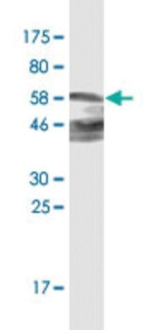 Monoclonal Anti-ZNF187 antibody produced in mouse