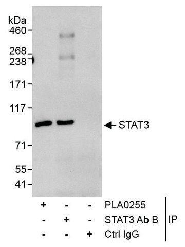 Rabbit anti-STAT3 Antibody, Affinity Purified