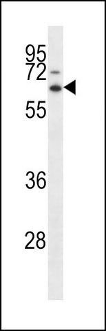 ANTI-ZSCAN22 (CENTER) antibody produced in rabbit