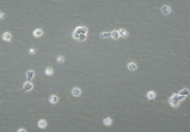 Leukemia Inhibitory Factor human