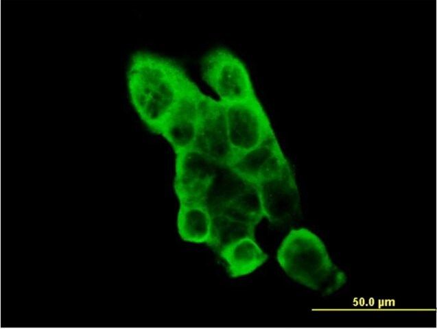 Monoclonal Anti-EPHA2 antibody produced in mouse