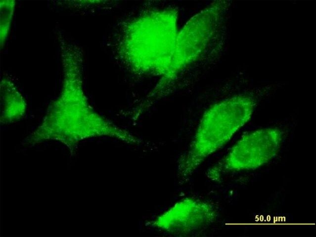 Monoclonal Anti-FASLG antibody produced in mouse