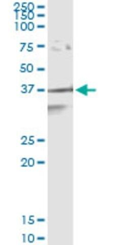 Monoclonal Anti-APEX1 antibody produced in mouse