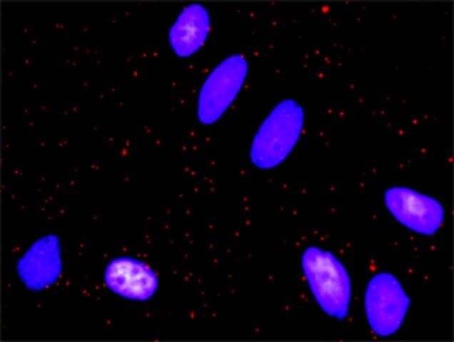 Monoclonal Anti-FOS antibody produced in mouse