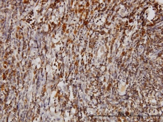 Monoclonal Anti-BAG1 antibody produced in mouse