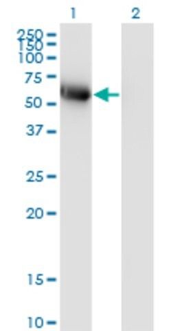 Monoclonal Anti-BLK antibody produced in mouse