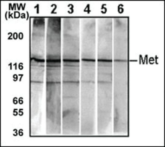 MONOCLONAL ANTI-BI-PHOSPHO-MET/HGFR(Y1234/Y1235) antibody produced in mouse