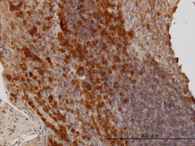 Monoclonal Anti-BAG1, (C-terminal) antibody produced in mouse