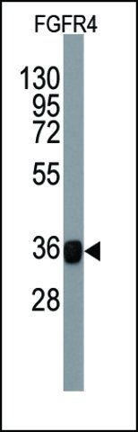 Monoclonal Anti-FGFR4 antibody produced in mouse