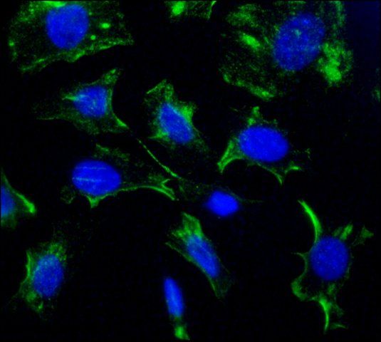 Monoclonal Anti-Caveolin-1 antibody produced in mouse