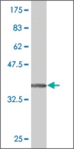 Monoclonal Anti-EPHA5 antibody produced in mouse