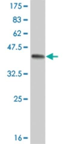 Monoclonal Anti-EPHA3 antibody produced in mouse