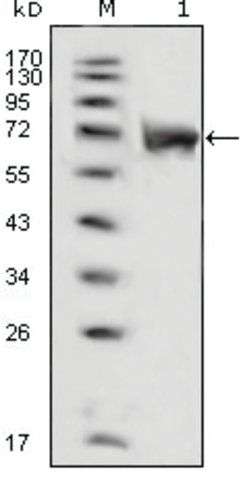 Monoclonal Anti-FGFR1 antibody produced in mouse