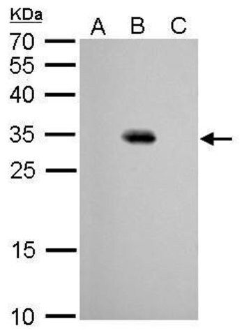 Monoclonal Anti-GFP antibody produced in mouse