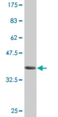 Monoclonal Anti-GNAQ antibody produced in mouse