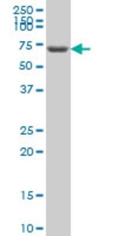 Monoclonal Anti-GRK6 antibody produced in mouse