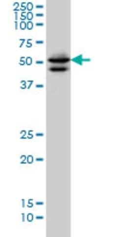 Monoclonal Anti-GATA2 antibody produced in mouse