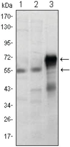 Monoclonal Anti-ETS1 antibody produced in mouse