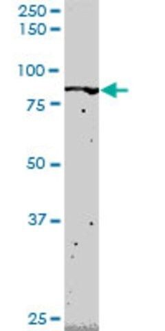 Monoclonal Anti-FLI1 antibody produced in mouse