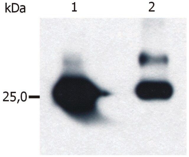 Monoclonal Anti-GST tag antibody produced in mouse