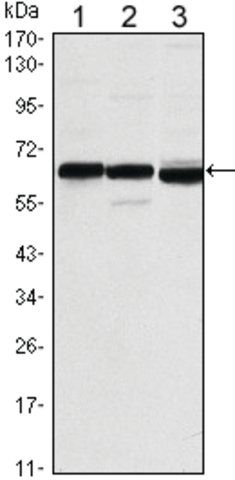 Monoclonal Anti-ESR1 antibody produced in mouse