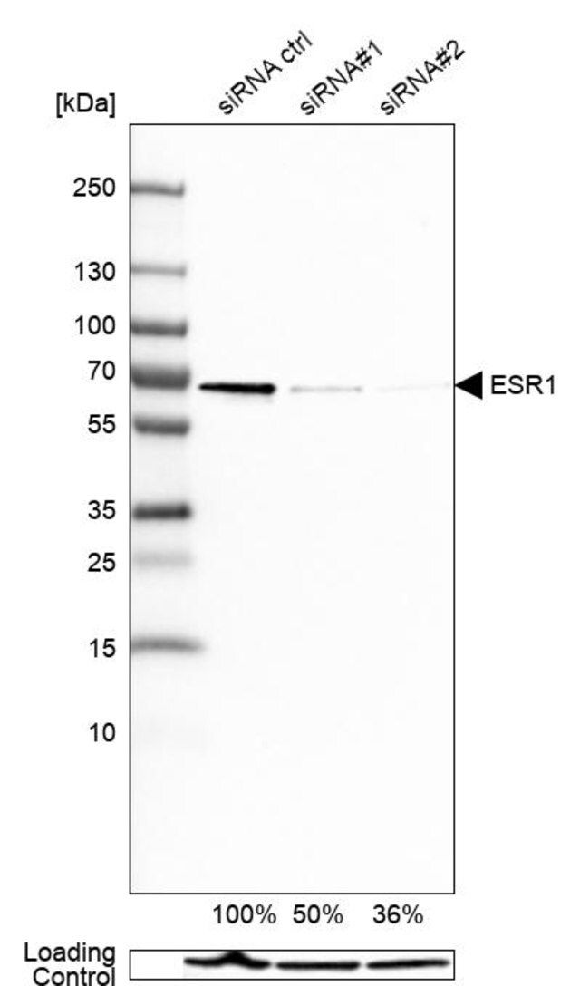 Monoclonal Anti-ESR1 antibody produced in mouse