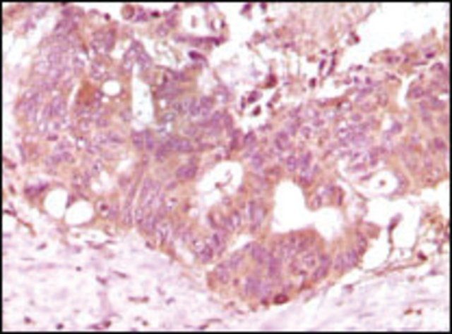 Monoclonal Anti-FGF2 antibody produced in mouse