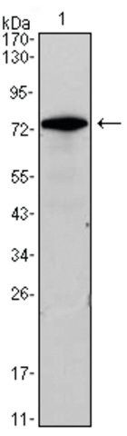 Monoclonal Anti-GATA3 antibody produced in mouse