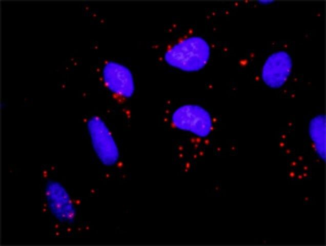 Monoclonal Anti-FYN antibody produced in mouse