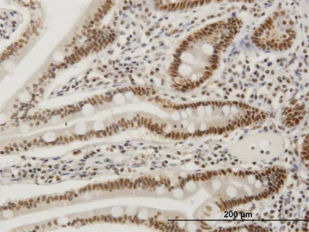 Monoclonal Anti-FOSL2 antibody produced in mouse