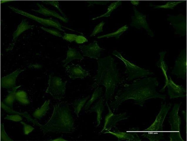 Monoclonal Anti-FLT3 antibody produced in mouse