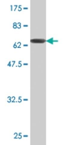 Monoclonal Anti-GNA13 antibody produced in mouse