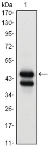 Monoclonal Anti-GATA1 antibody produced in mouse