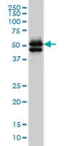 Monoclonal Anti-GATA2 antibody produced in mouse