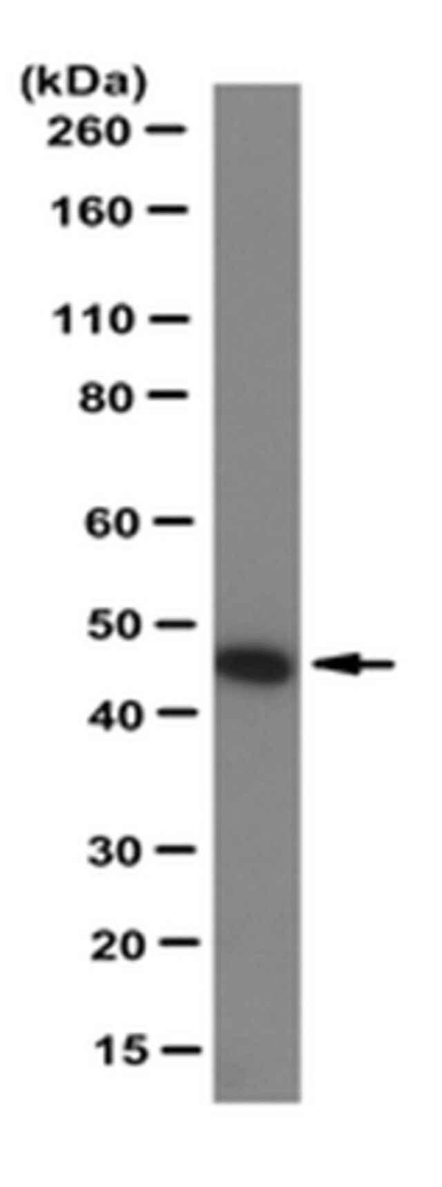 Anti-TRAF1 Antibody, clone 1F3