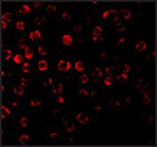 Anti-TRAF3 antibody produced in rabbit