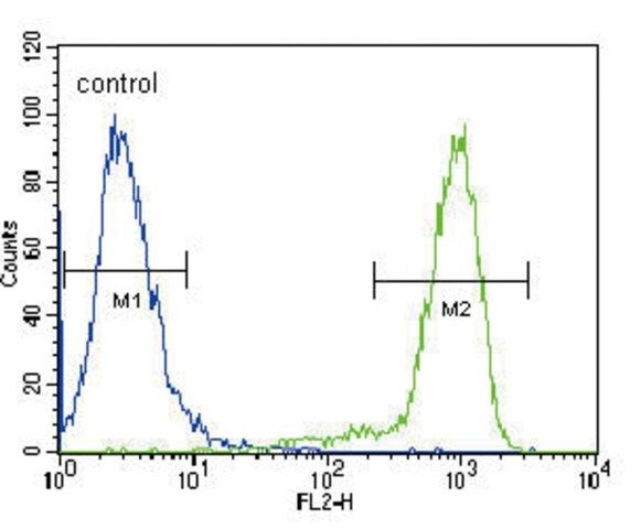 ANTI-TRKA (CENTER) antibody produced in rabbit