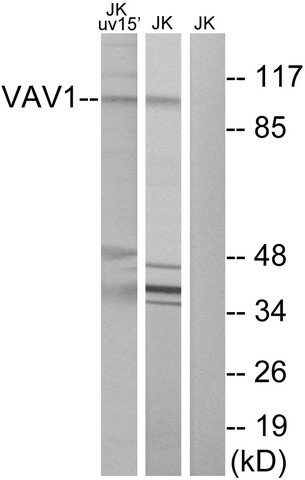 Anti-VAV1 antibody produced in rabbit