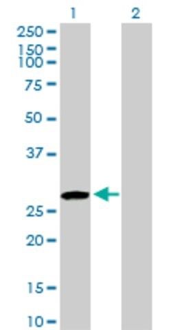 Anti-USF1 antibody produced in rabbit